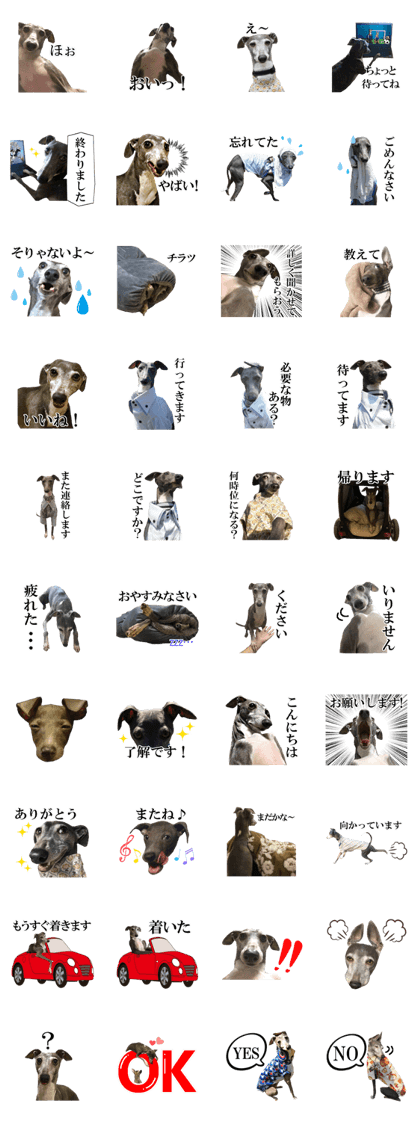 Italiangreyhound spica Italiangreyhound spica