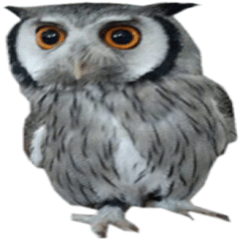 owl cute sticker