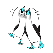Blue Feet Birds Blue Feet Birds
