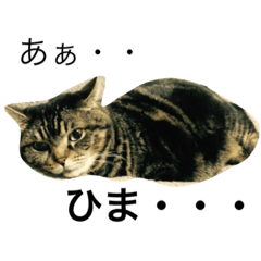 uni fugu cats