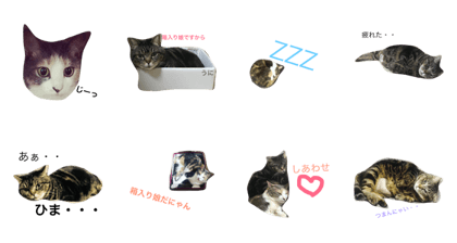 uni fugu cats uni fugu cats