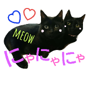 Black cat brothers SORA-RIKU Black cat brothers SORA-RIKU