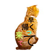 TORAJIROneko2 TORAJIROneko2