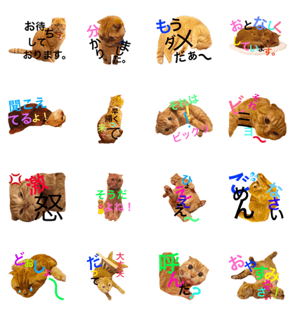 TORAJIROneko2 TORAJIROneko2