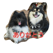 pomeranianmomota pomeranianmomota