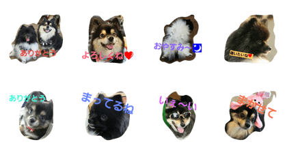 pomeranianmomota pomeranianmomota