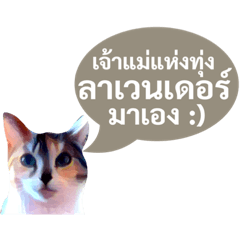 แมวพูดไทย 35