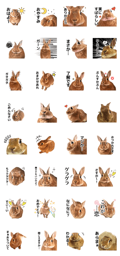 Bisuko of rabbits Bisuko of rabbits