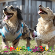 Cute Ducks family Cute Ducks family