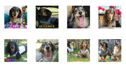 Cute Ducks family Cute Ducks family