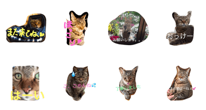 nekonoLight nekonoLight