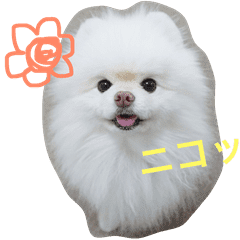 ポメラニアン雪丸 Line スタンプ Line Store ポメラニアン雪丸 Line スタンプ Line Store
