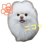Pomeranian Yukimaru