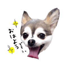 Chihuahua de cocoa