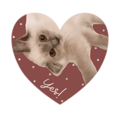 ui__coton sticker