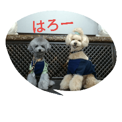 toy poodle Runmaru,Ginta
