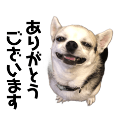 ChihuahuaOhagi_20210612185421