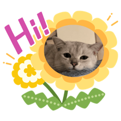 英短咪嚕的日常生活