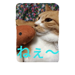 kurodakecat2