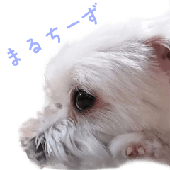 pretty_maltese