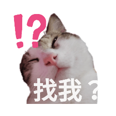 貓貓貼圖(・∀・)