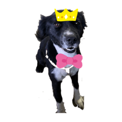 蔡紅酒的生活表情包