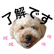 toypoodle.COCO