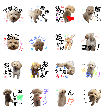 toypoodle.COCO