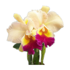 Seira_20210613142604