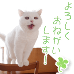 美人すぎる猫『うらちゃん』