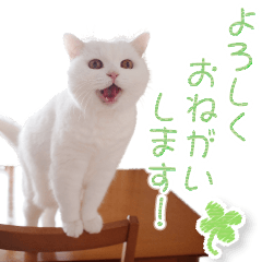Beautiful cat Ura-chan
