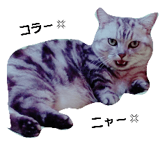 kimagure nyanko