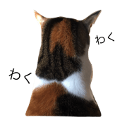 shy cat yuzu . shy cat yuzu .