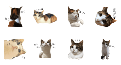 shy cat yuzu . shy cat yuzu .