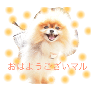 Pomeranian Maru