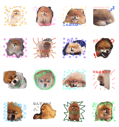 Pomeranian Maru