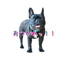 ["French bulldog "TONE""]
