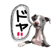 Italiangrayhound.rody