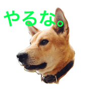 ponpon_PONTA