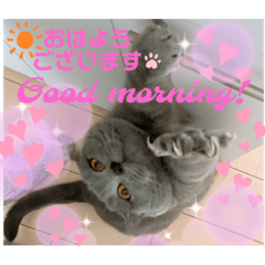 Chartreux cat Ian's daily stamp 2