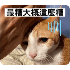 阿喵的大叔日常