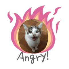 小心心要吃罐罐