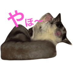 sugar glider moco