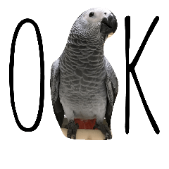 African gray parrot.