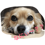 chimuchimusutanpu