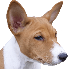 Basenji the dog.