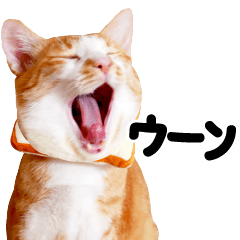 Cats Speak - Japanese