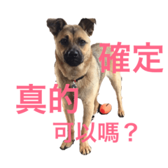 Formosa mountain dog Harry
