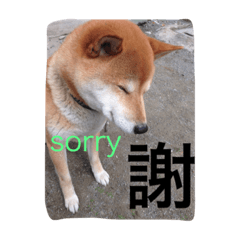 柴犬でアル⑥写真と漢字のコラボ