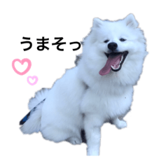 Japanese Spitz Toto